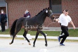 ZfdP Frühjahrskörung 30