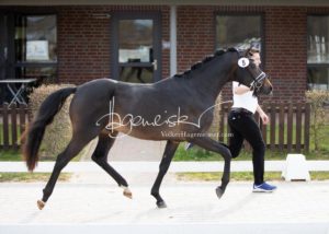 ZfdP Frühjahrskörung 2