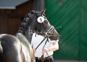 ZfdP Frühjahrskörung 3