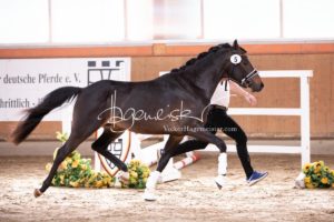 ZfdP Frühjahrskörung 4