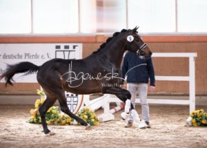 ZfdP Frühjahrskörung 5