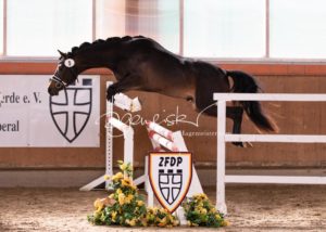 ZfdP Frühjahrskörung 6