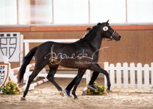 ZfdP Frühjahrskörung 7