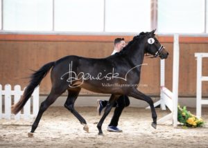 ZfdP Frühjahrskörung 8