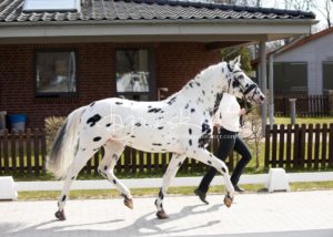 ZfdP Frühjahrskörung 9