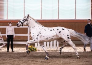 ZfdP Frühjahrskörung 10