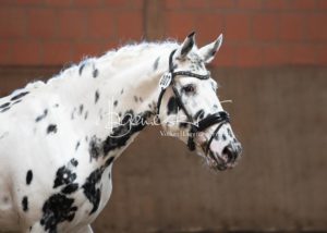 ZfdP Frühjahrskörung 11