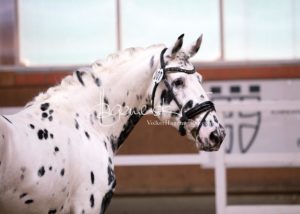 ZfdP Frühjahrskörung 12