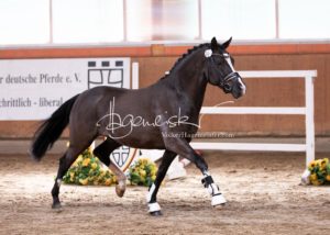 ZfdP Frühjahrskörung 14