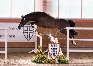 ZfdP Frühjahrskörung 15