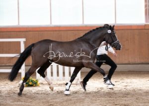 ZfdP Frühjahrskörung 16