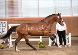 ZfdP Frühjahrskörung 21