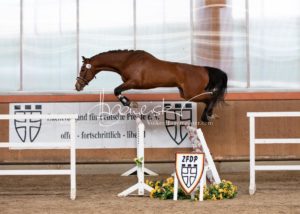 ZfdP Frühjahrskörung 23