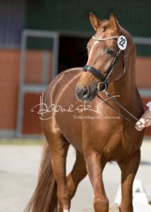 ZfdP Frühjahrskörung 25