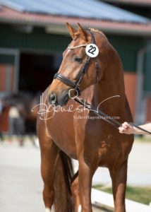 ZfdP Frühjahrskörung 26