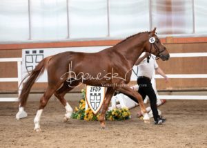 ZfdP Frühjahrskörung 29