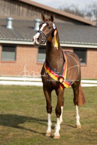 ZfdP Frühjahrskörung 9