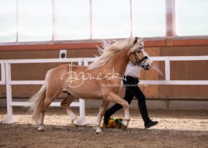 ZfdP Frühjahrskörung 13