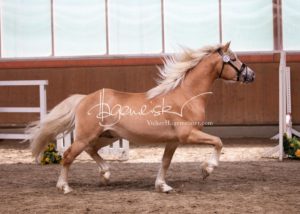 ZfdP Frühjahrskörung 14