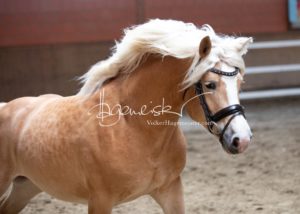 ZfdP Frühjahrskörung 15