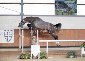 ZfdP Körung Grevenbroich 1