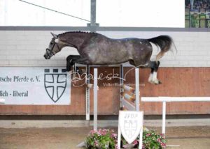 ZfdP Körung Grevenbroich 2