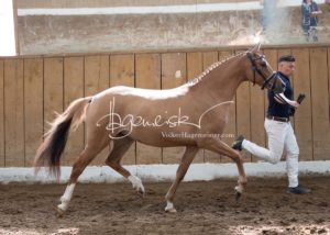 Schönhorst Stuteneintragung Reitponys 1