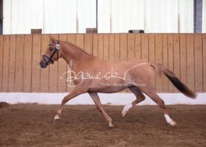Schönhorst Stuteneintragung Reitponys 2