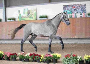 ZfdP Körung Grevenbroich 3