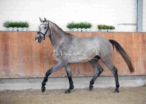 ZfdP Körung Grevenbroich 4