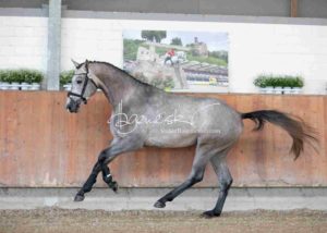 ZfdP Körung Grevenbroich 5