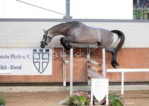 ZfdP Körung Grevenbroich 6