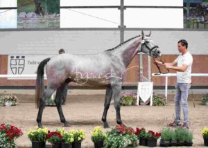 ZfdP Körung Grevenbroich 7