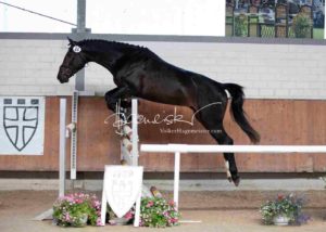 ZfdP Körung Grevenbroich 9
