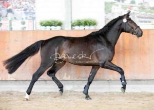 ZfdP Körung Grevenbroich 10