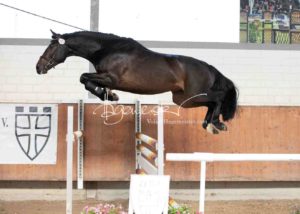 ZfdP Körung Grevenbroich 12