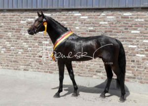 ZfdP Körung Grevenbroich 15