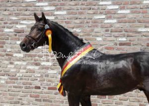 ZfdP Körung Grevenbroich 16