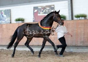 ZfdP Körung Grevenbroich 14