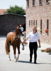 ZfdP Körung Grevenbroich 21