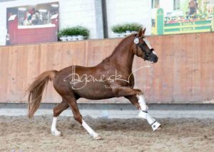 ZfdP Körung Grevenbroich 23