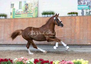 ZfdP Körung Grevenbroich 24