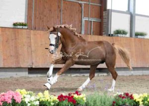 ZfdP Körung Grevenbroich 25