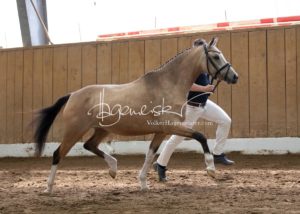 Schönhorst Stuteneintragung Reitponys 3