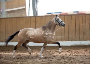 Schönhorst Stuteneintragung Reitponys 4
