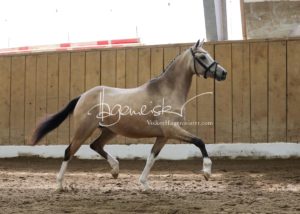 Schönhorst Stuteneintragung Reitponys 5