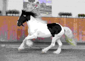 ZfdP Körung Grevenbroich 26