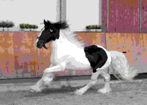 ZfdP Körung Grevenbroich 27