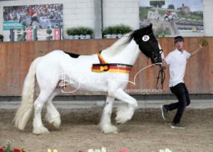 ZfdP Körung Grevenbroich 28