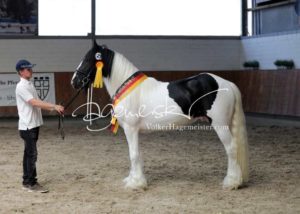 ZfdP Körung Grevenbroich 29